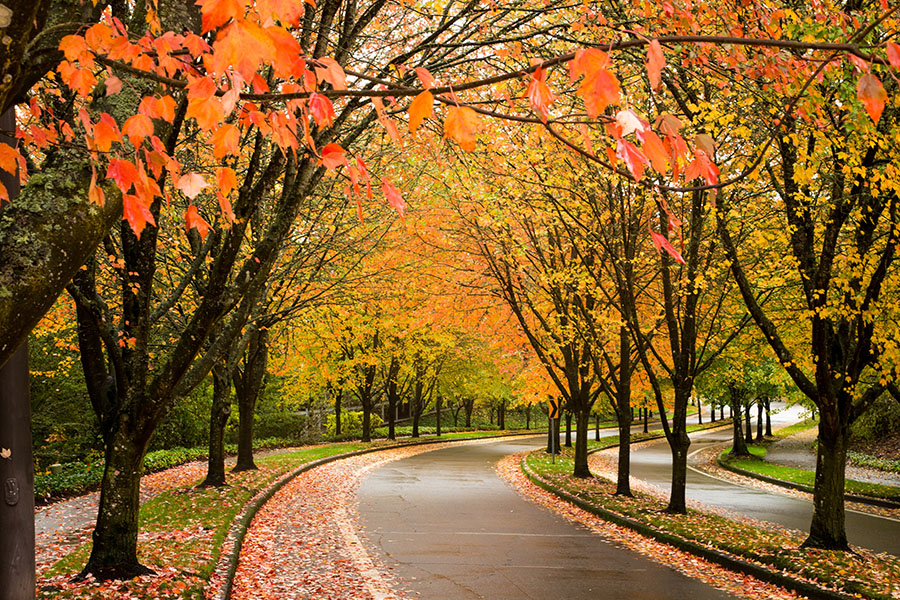 Beaverton, OR - A City Street in Beaverton, Oregon Lined with Trees Showing Autumn Fall Colors